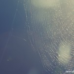 CONSERVING CREATION