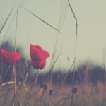 A TESTIMONY OF LOVE